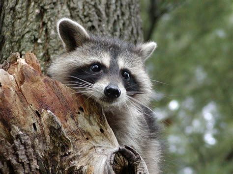 Raccoon euthanized after pet store visit in Maine